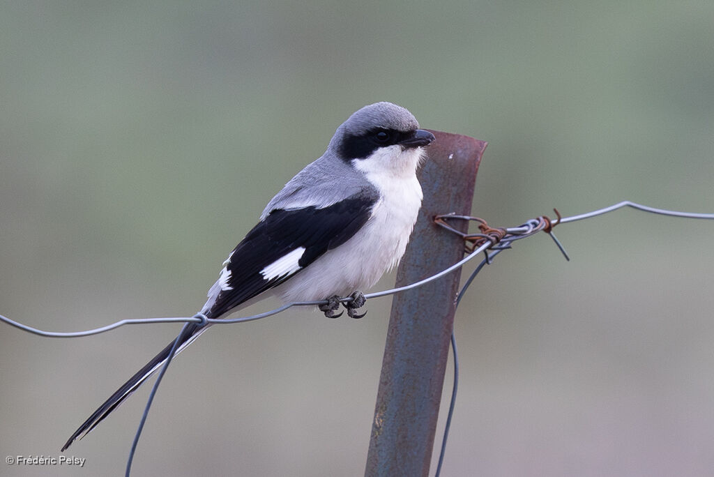 Pie-grièche géante