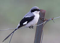 Pie-grièche géante