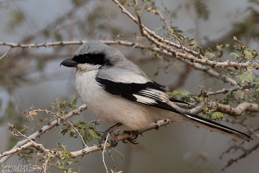 Great Grey Shrikeadult, pigmentation