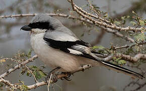 Great Grey Shrike