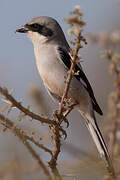 Great Grey Shrike