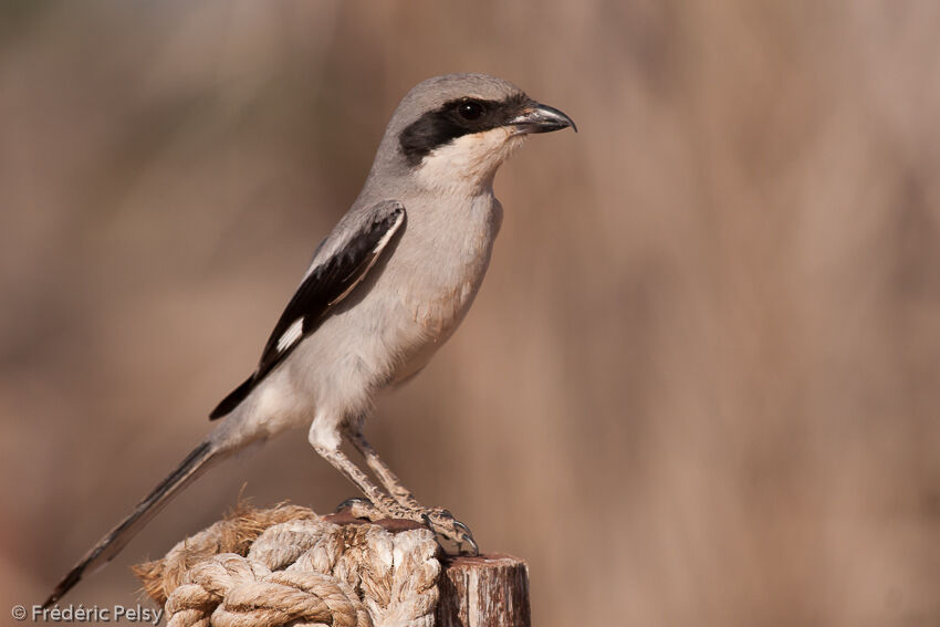 Great Grey Shrike