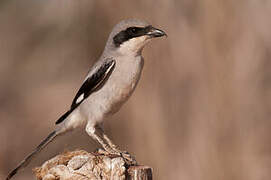 Great Grey Shrike