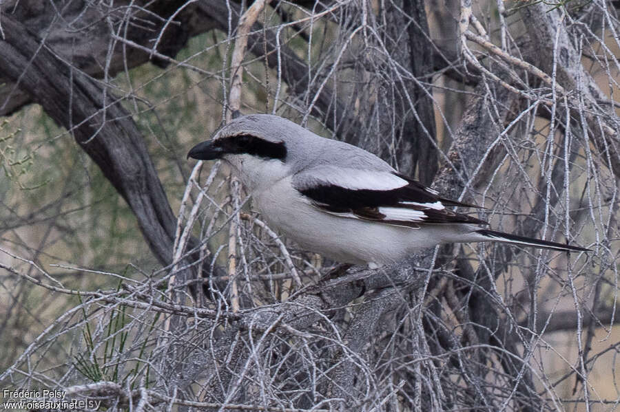 Great Grey Shrikeadult breeding, identification