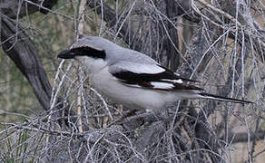 Great Grey Shrike