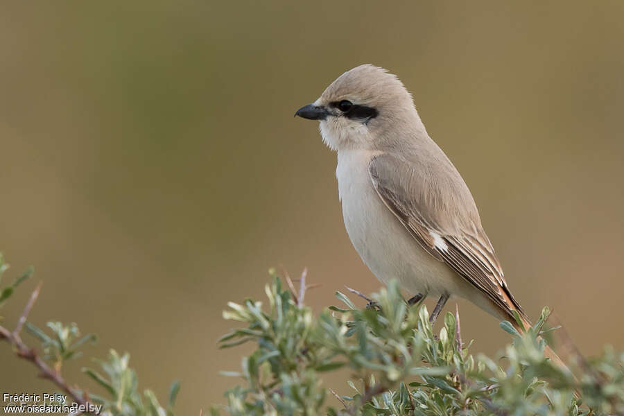 Isabelline Shrike male adult, pigmentation