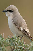 Isabelline Shrike