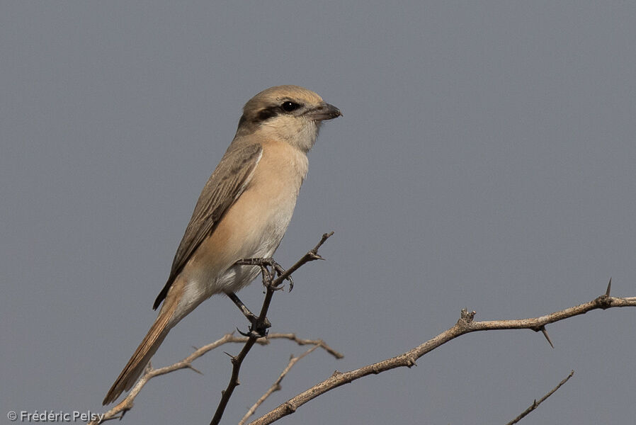 Isabelline Shrike