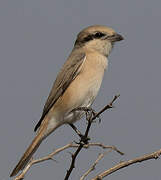 Isabelline Shrike