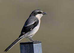 Iberian Grey Shrike