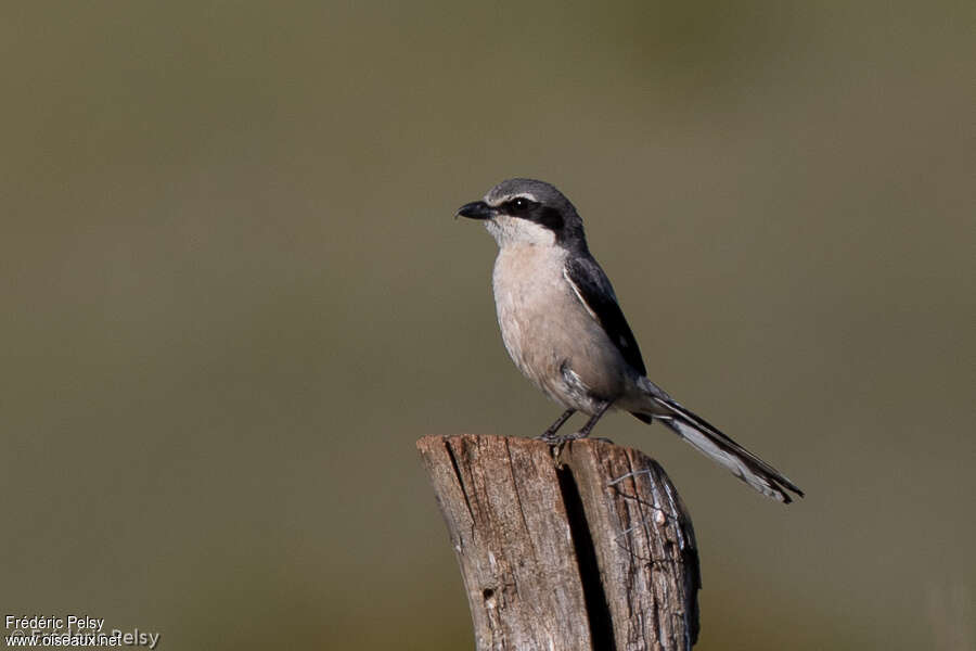 Iberian Grey Shrikeadult, pigmentation, fishing/hunting