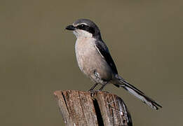 Iberian Grey Shrike