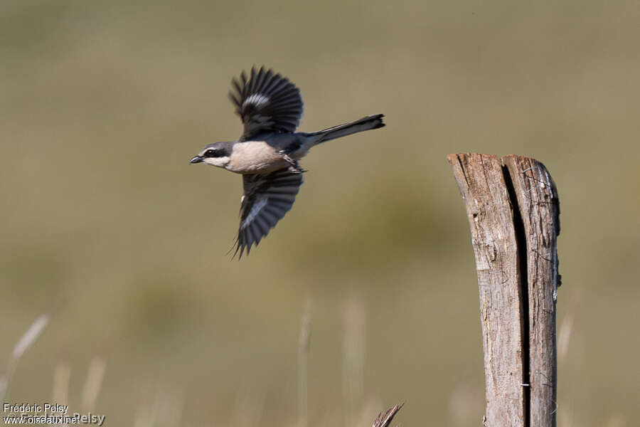 Iberian Grey Shrikeadult, Flight