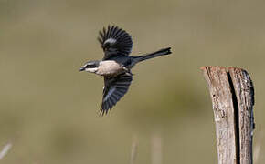 Iberian Grey Shrike