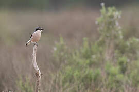 Iberian Grey Shrike