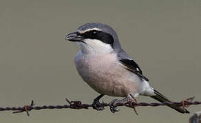 Iberian Grey Shrike