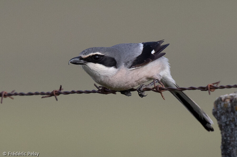 Iberian Grey Shrike