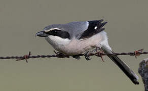 Iberian Grey Shrike