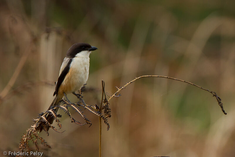 Long-tailed Shrikeadult