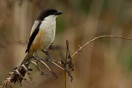 Long-tailed Shrike