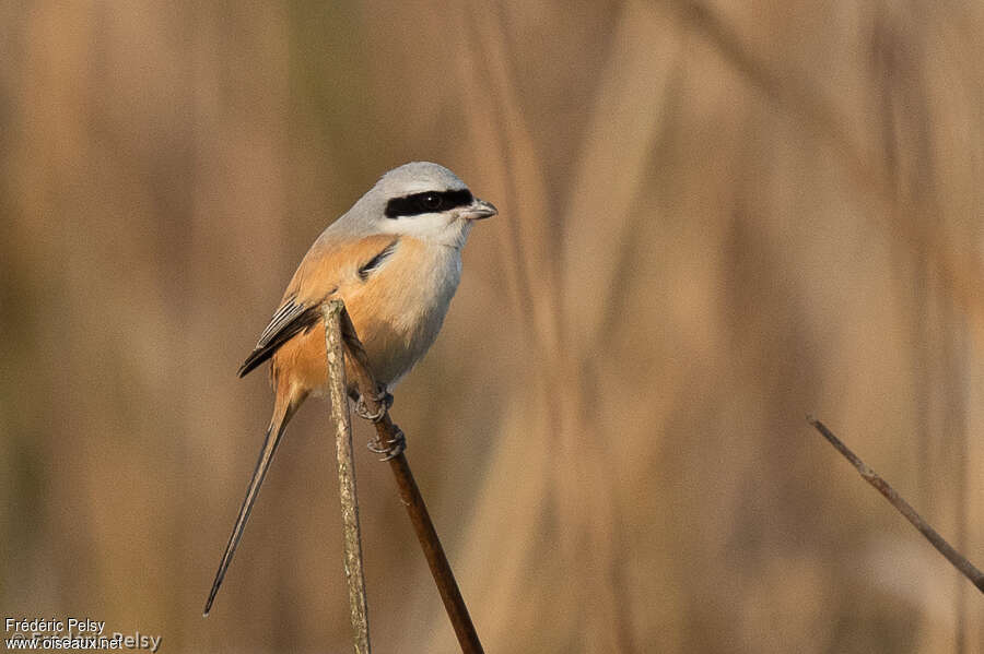 Pie-grièche schachadulte, identification