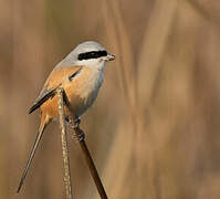 Long-tailed Shrike