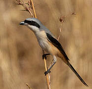 Long-tailed Shrike