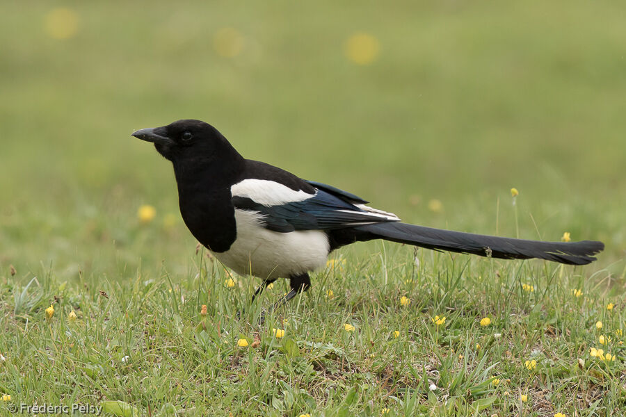 Eurasian Magpie