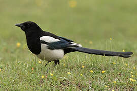 Eurasian Magpie