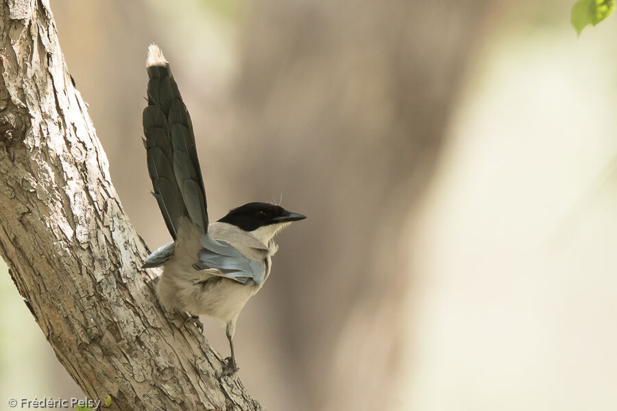 Azure-winged Magpieadult