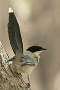 Azure-winged Magpie