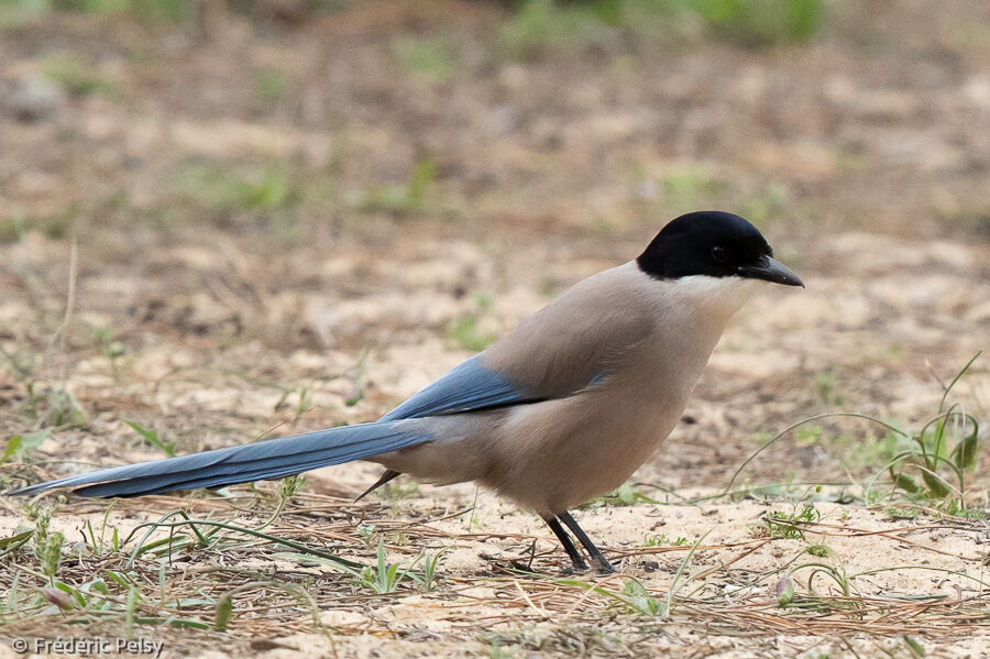 Iberian Magpie