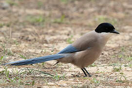 Iberian Magpie