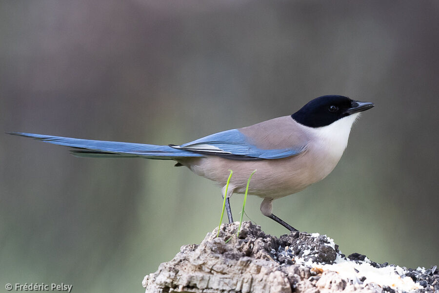 Iberian Magpie