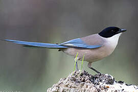 Iberian Magpie