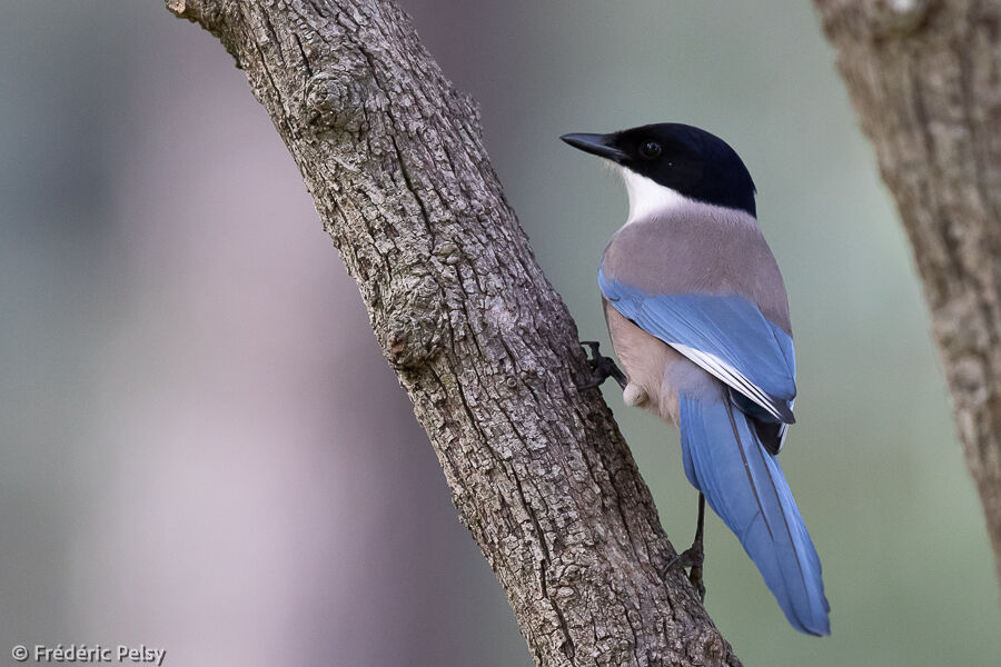 Iberian Magpie