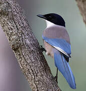 Iberian Magpie