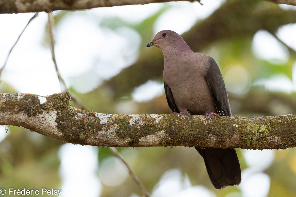 Pigeon à bec noir