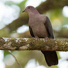 Pigeon à bec noir