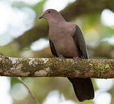 Pigeon à bec noir