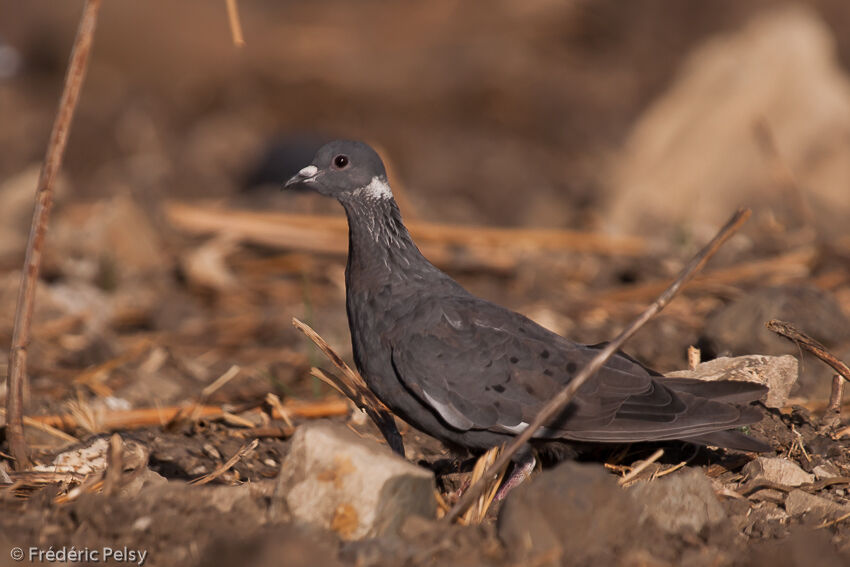 Pigeon à collier blancadulte