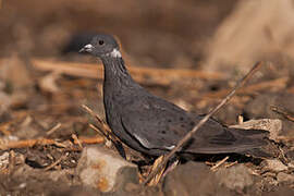 White-collared Pigeon