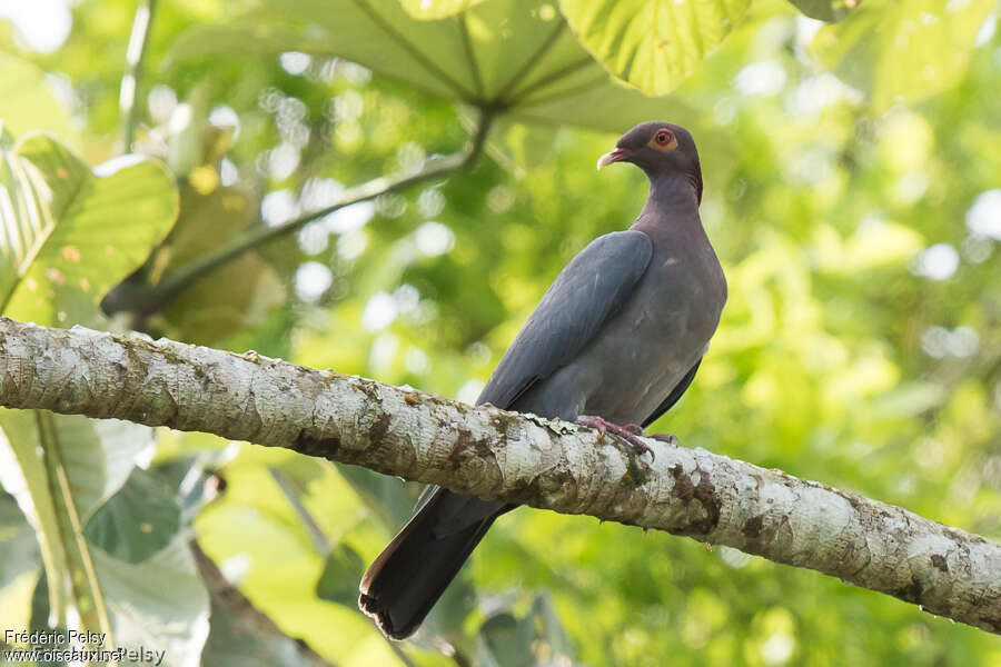 Scaly-naped Pigeonadult, habitat, pigmentation