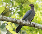 Pigeon à cou rouge