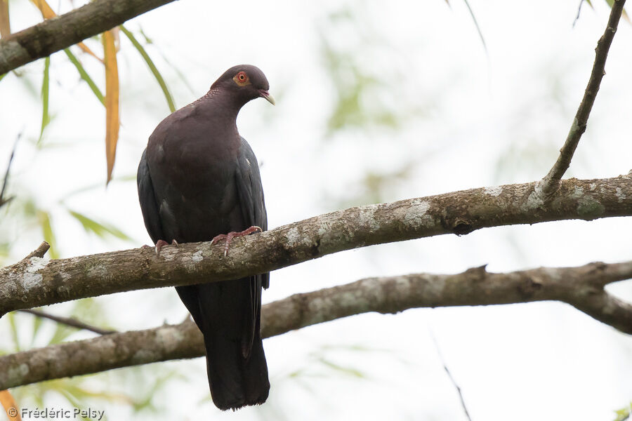 Scaly-naped Pigeon