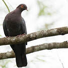 Pigeon à cou rouge