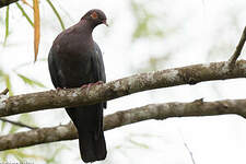 Pigeon à cou rouge