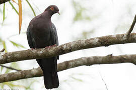 Scaly-naped Pigeon