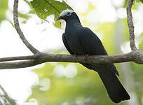 Pigeon à couronne blanche