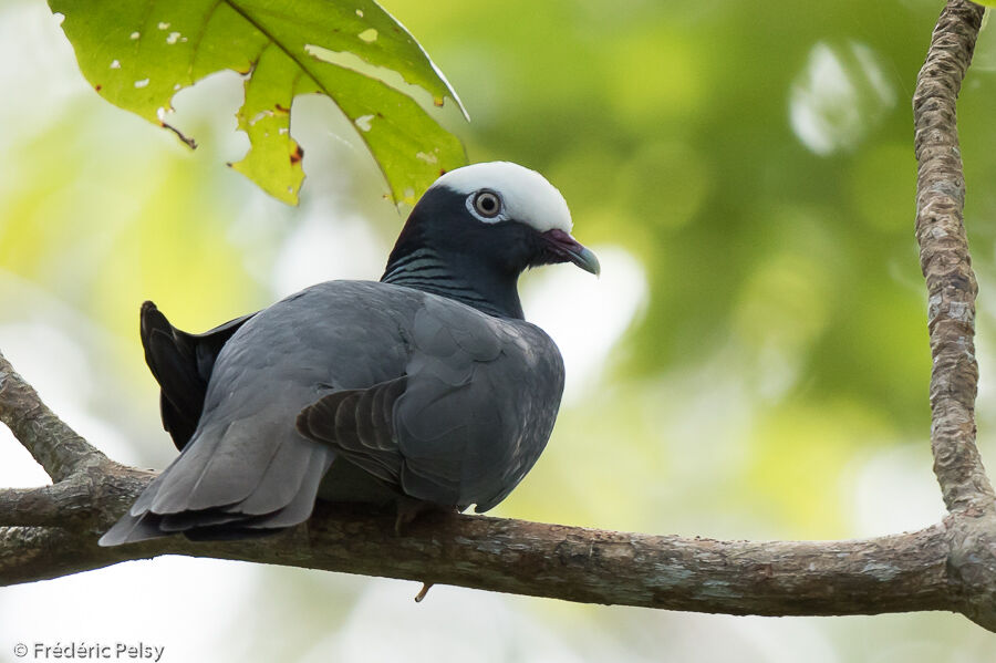 White-crowned Pigeonadult